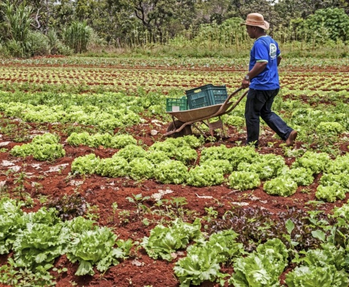 Nordeste foi a região com o maior impacto no crédito para a agricultura familiar