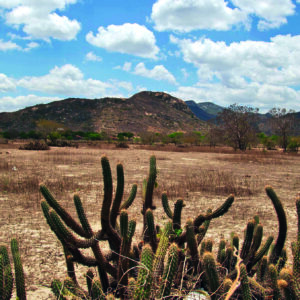 Caatinga pode gerar R$ 29,7 bi e ajudar a remover 702 milhões de ton de carbono da atmosfera