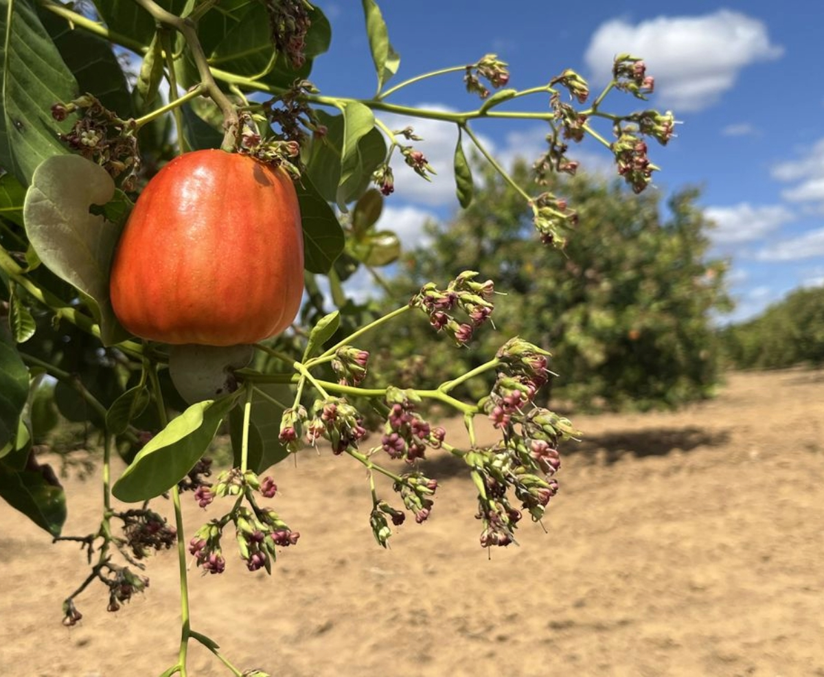 Com aumento na produção de caju, Piauí tem a 2ª maior área plantada no Brasil