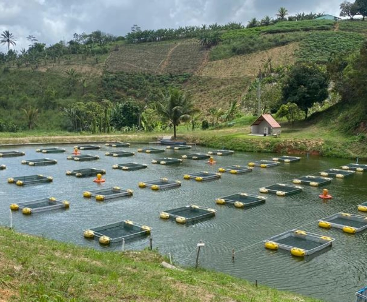 Câmara Setorial de Aquicultura e Pesca é liderada por Cooperativas