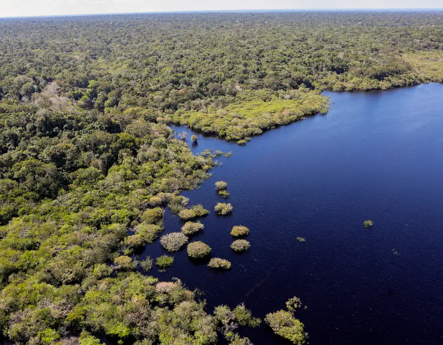 Cinco países aderem a fundo para conservação de florestas tropicais