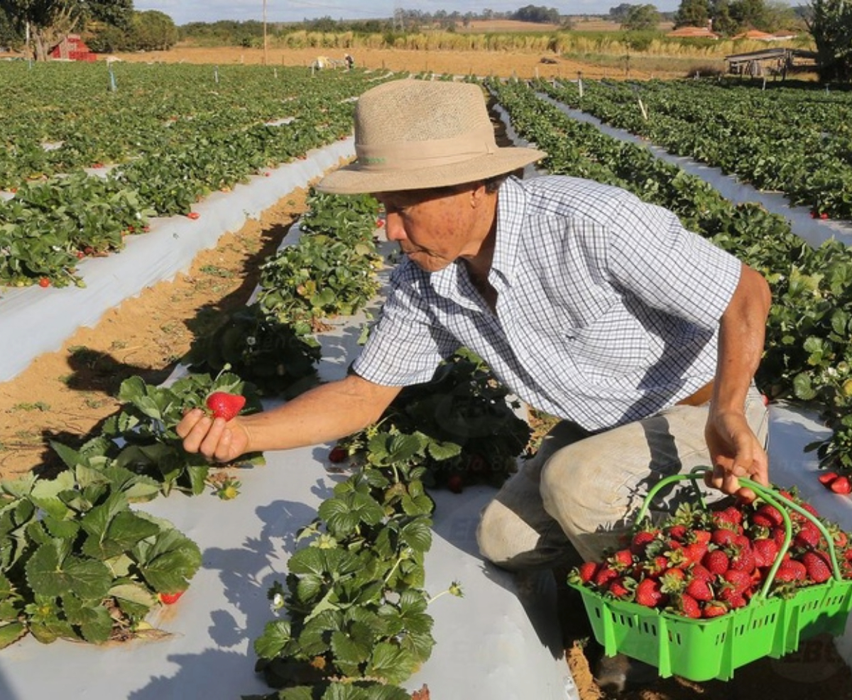 Nordeste ganha incentivo para produção de mel, leite, cacau, pescado e fruticultura