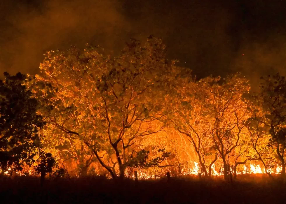 Amazônia tem diversidade empobrecida por incêndios florestais