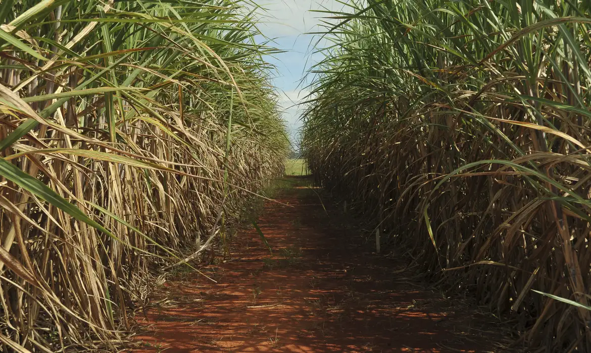 Irregularidade climática reduz produção, mas melhora a qualidade da Cana no Nordeste