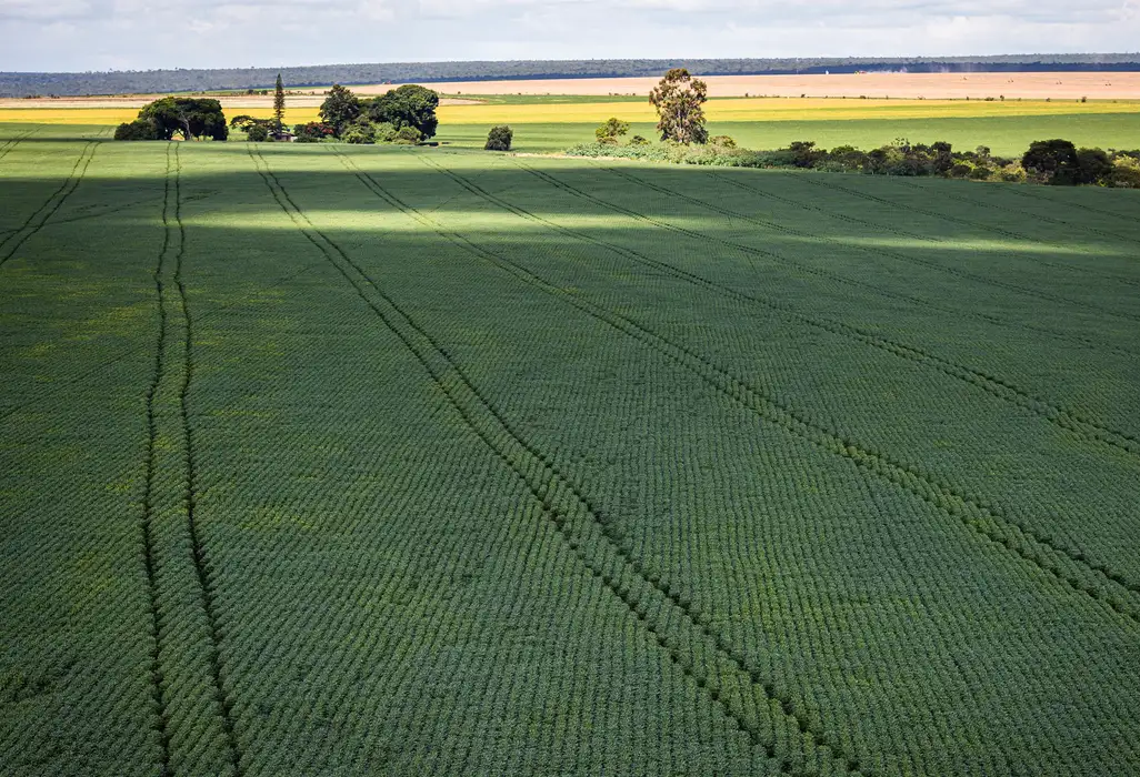 Pastagem, soja e cana ocupam 77% da área de agropecuária no Brasil