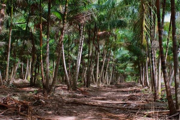 Tecnologia sustentável reverte degradação de açaizais e promove renda no Maranhão