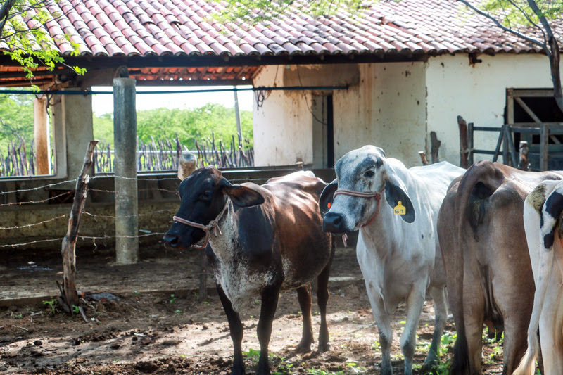 Sudene e INSA identificam gargalos e oportunidades na cadeia do leite na Paraíba e RN