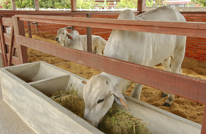 Palma forrageira será estudada como alternativa ao milho e trigo na alimentação animal