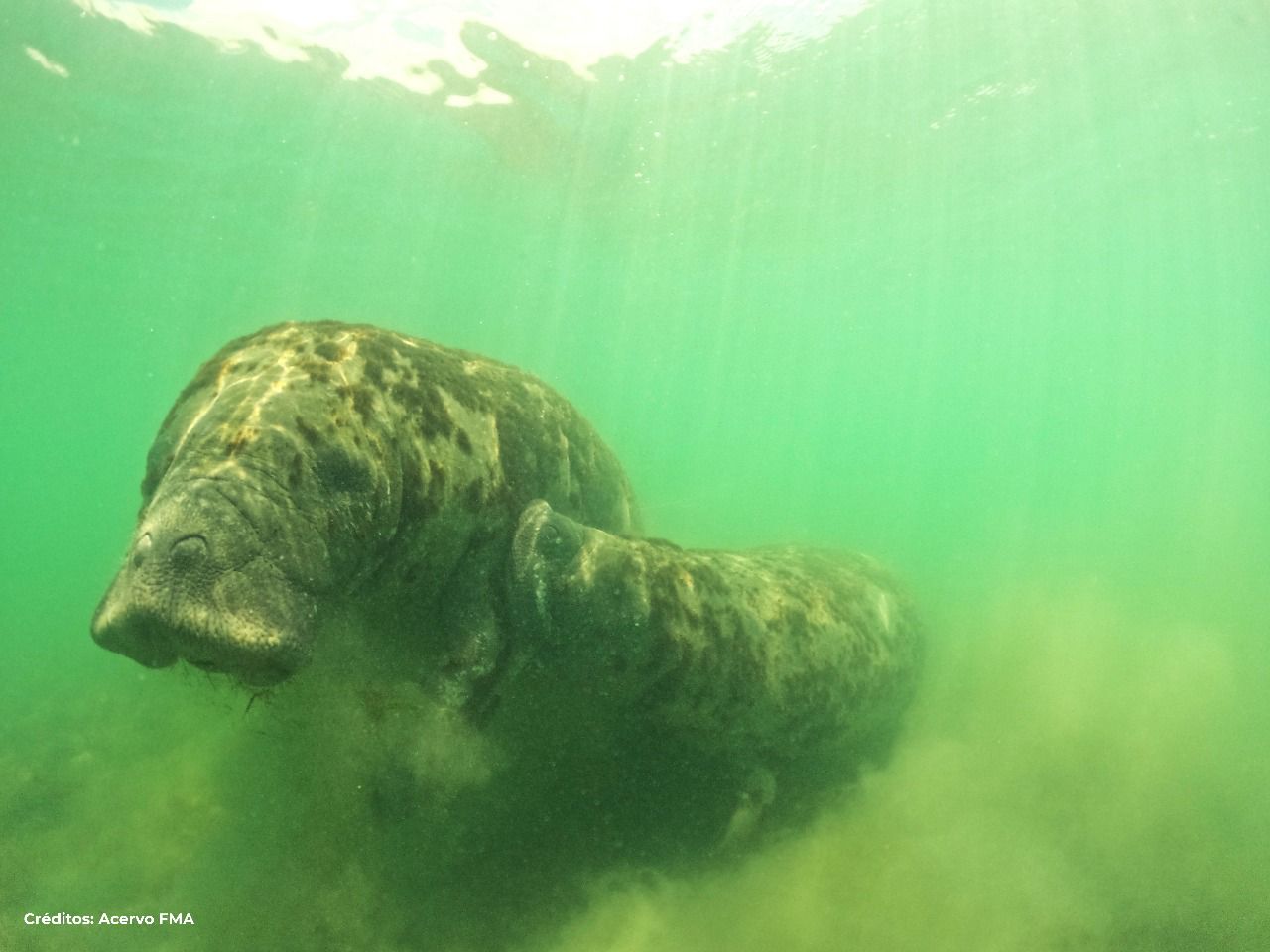 [Vídeo] Paraíba registra cena inédita no Brasil com filhote de peixe-boi mamando em ambiente natural