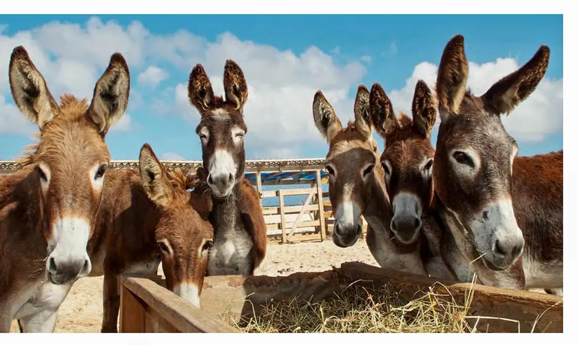 Demanda da China por gelatina coloca jumentos em risco de extinção