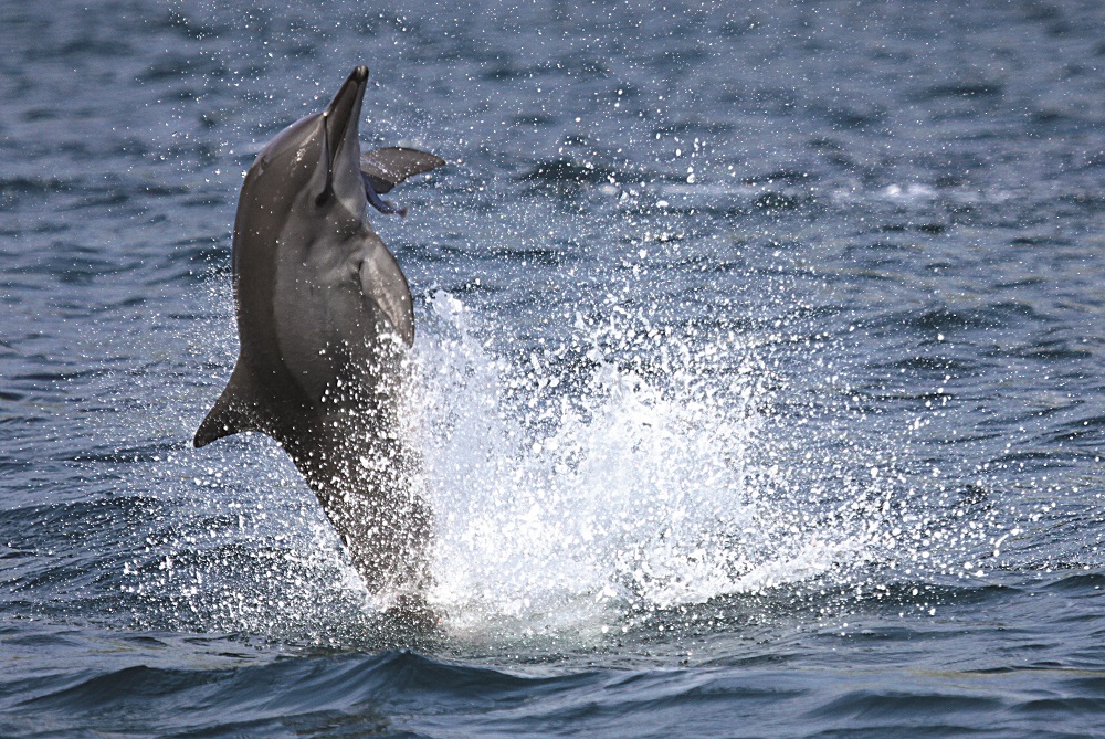 Entre acrobacias e códigos secretos: o que os golfinhos-rotadores de Noronha revelam
