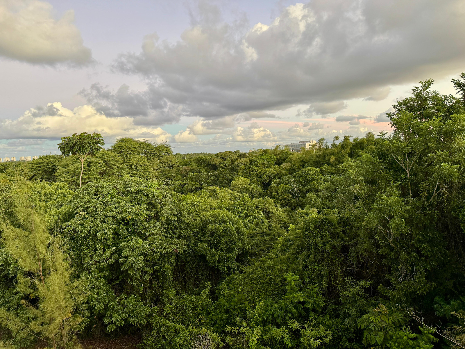 Bahia lança Programa Carbono Neutro e adota padrões internacionais de sustentabilidade