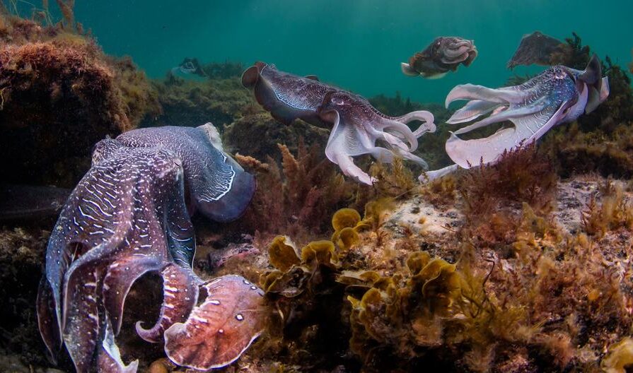 Dia Mundial dos Oceanos: Mais de 50% das espécies marinhas correm risco e extinção até 2100