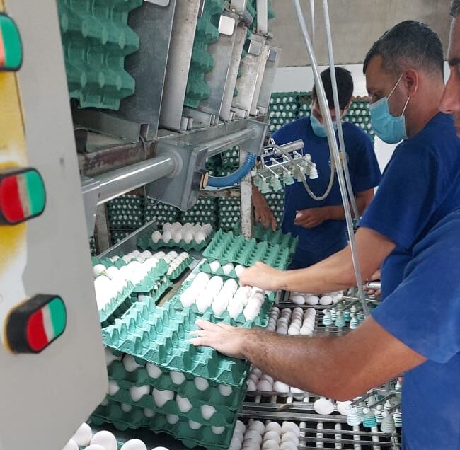 Coopave, uma força feminina no polo que faz de Pernambuco líder na produção de ovos no Nordeste