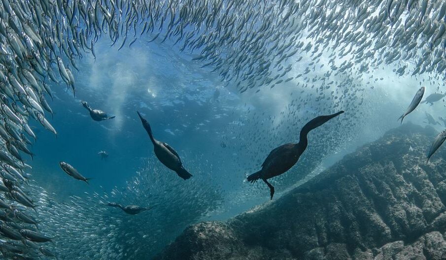 Conferência dos Oceanos da ONU termina, na França, com série de compromissos