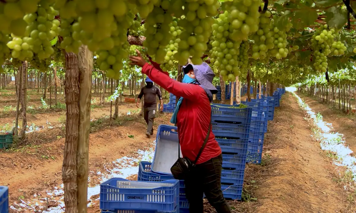 Tarifaço de Trump preocupa, em especial, pequenos produtores do Vale do São Francisco. Eles alertam: “as frutas podem apodrecer”