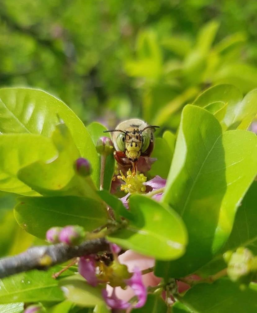 Abelhas se tornam aliadas da produção agrícola sustentável no Semiárido com protagonismo feminino e tecnologia