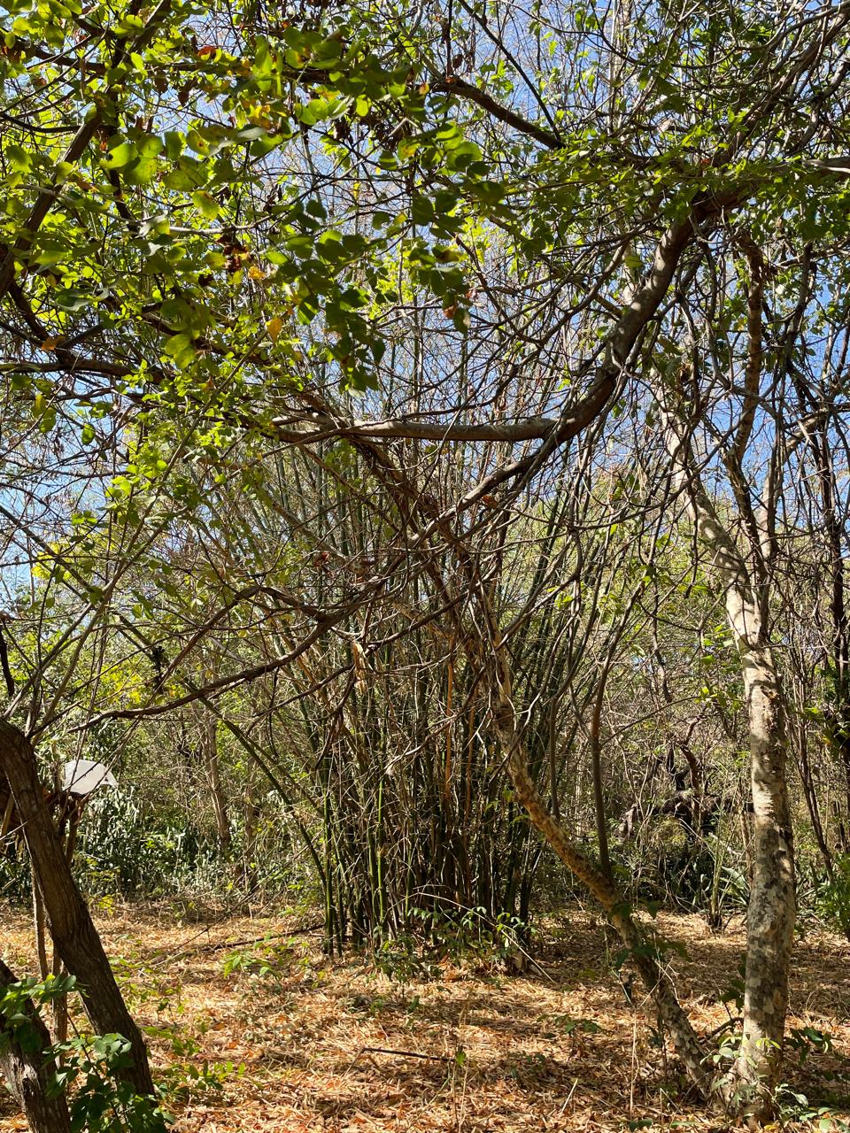 Parnaíba ganha sua primeira Reserva Particular do Patrimônio Natural