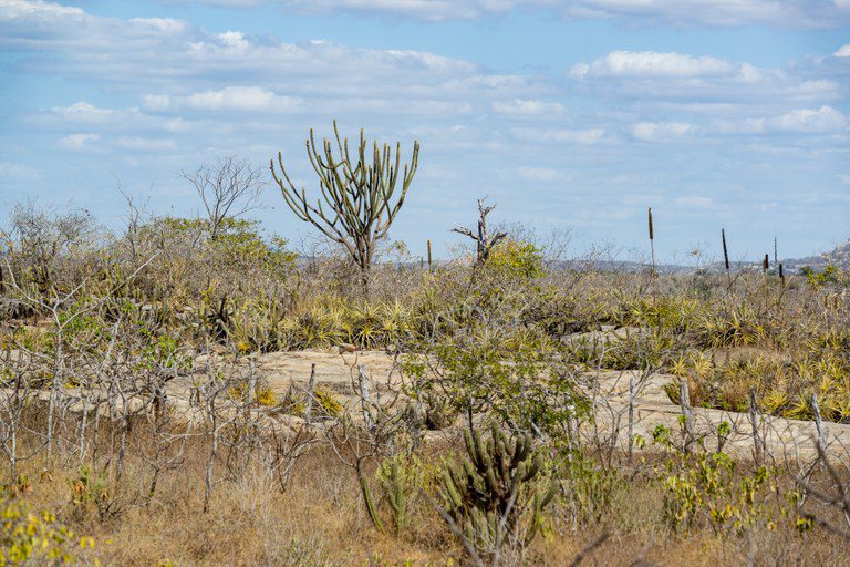 Caatinga lidera expansão solar no Brasil, mas enfrenta desafios históricos de desmatamento