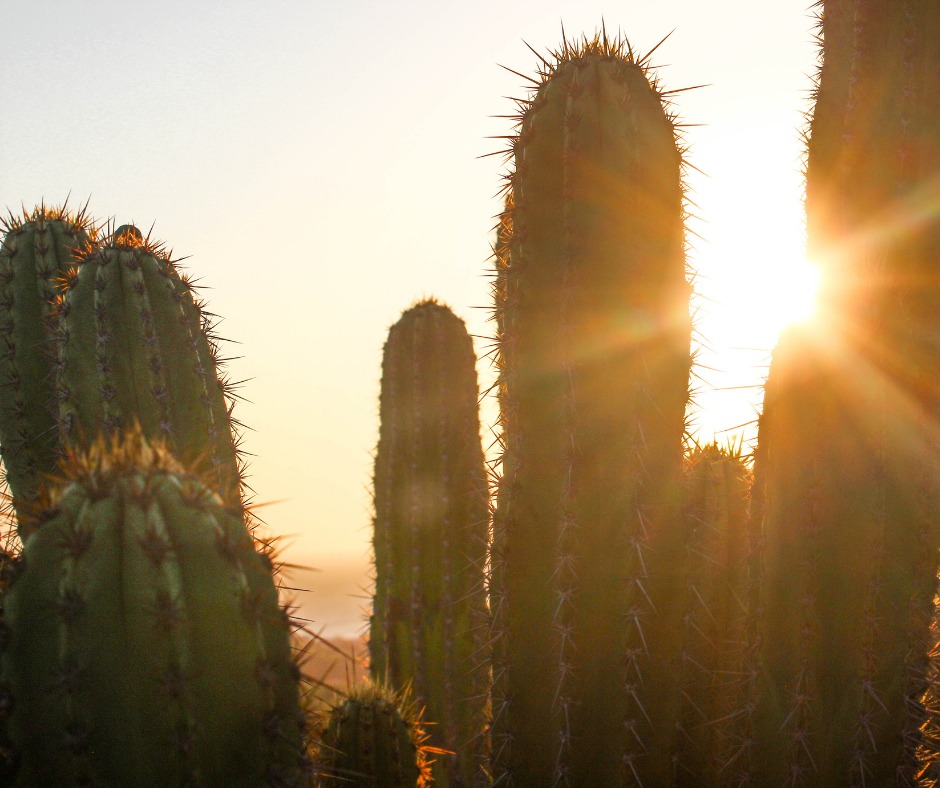 Entrevista: Combate à Desertificação no Nordeste com Inovação e Tecnologia