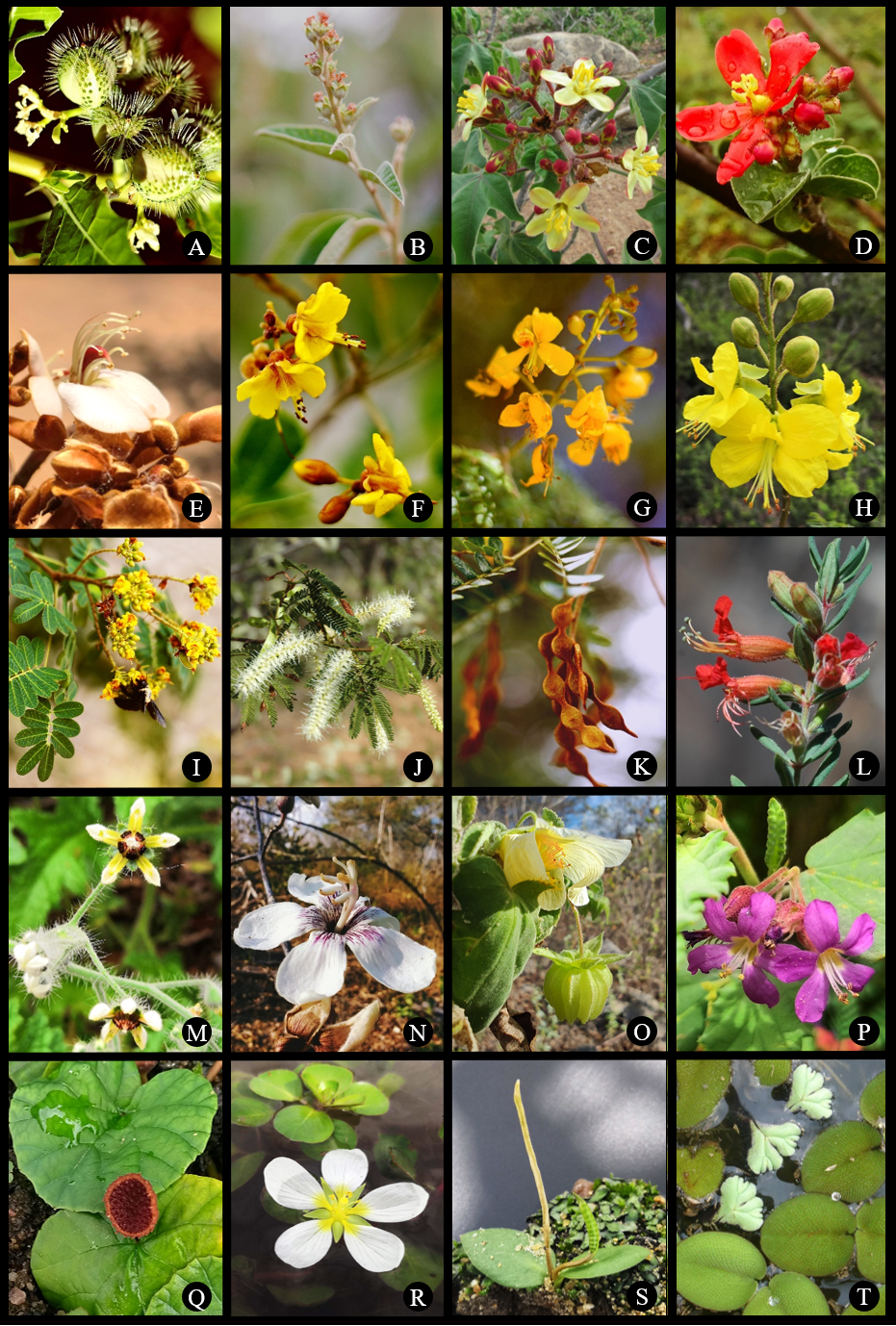 Pesquisa inédita amplia conhecimento sobre a flora da Caatinga e descreve novas espécies