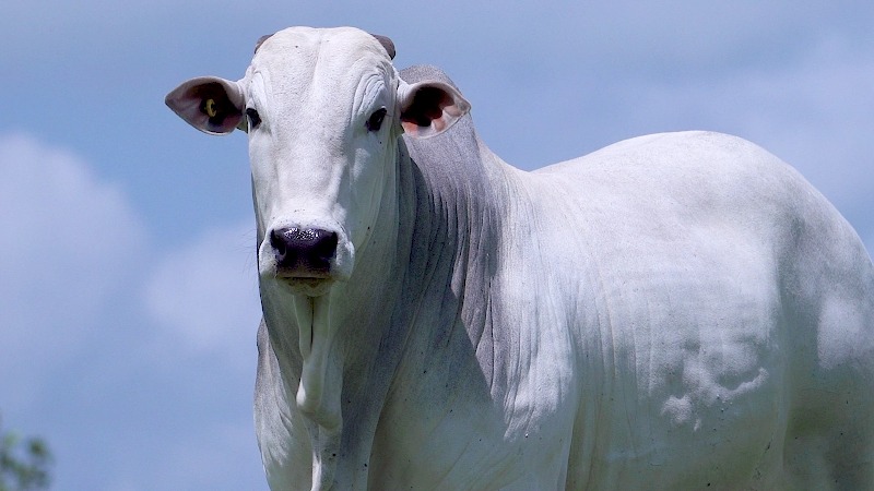 AGRO FTI realiza rodada de leilões virtuais com genética de ponta das raças Sindi e Nelore