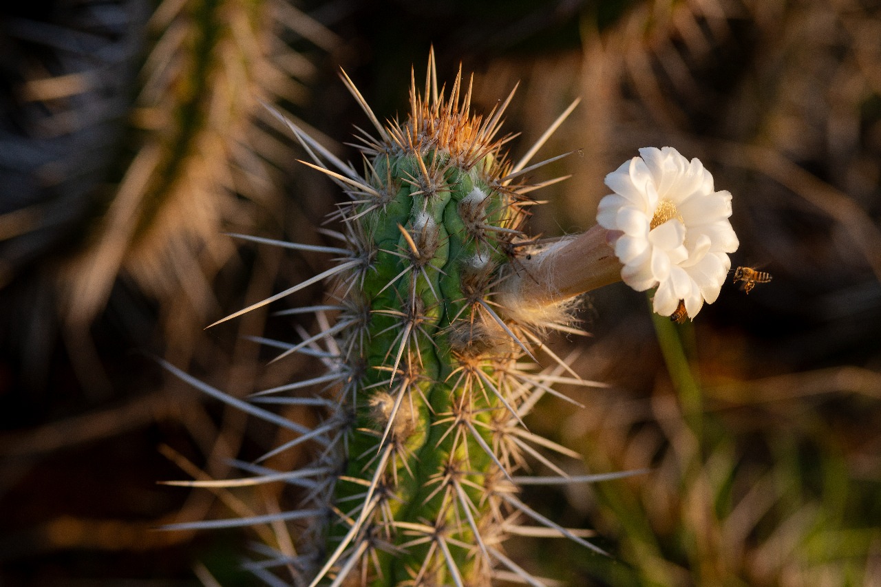 Sebrae lança o Inova Caatinga para impulsionar negócios sustentáveis no bioma exclusivo do Nordeste