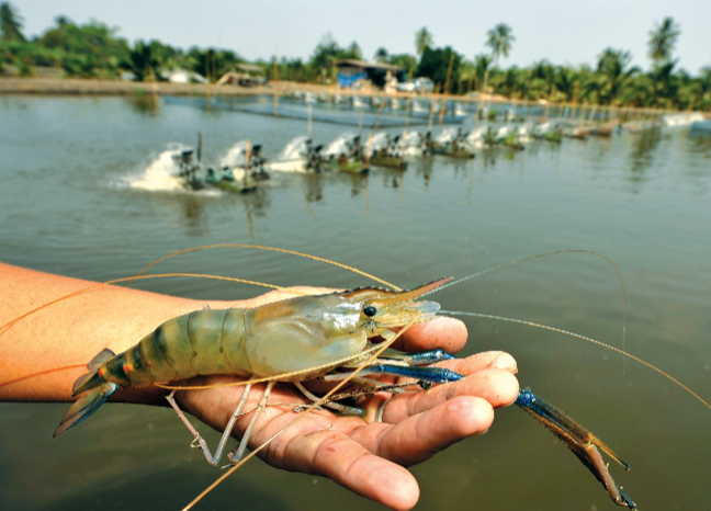Carcinicultura, do pioneirismo à perda da liderança, por Bosco Afonso