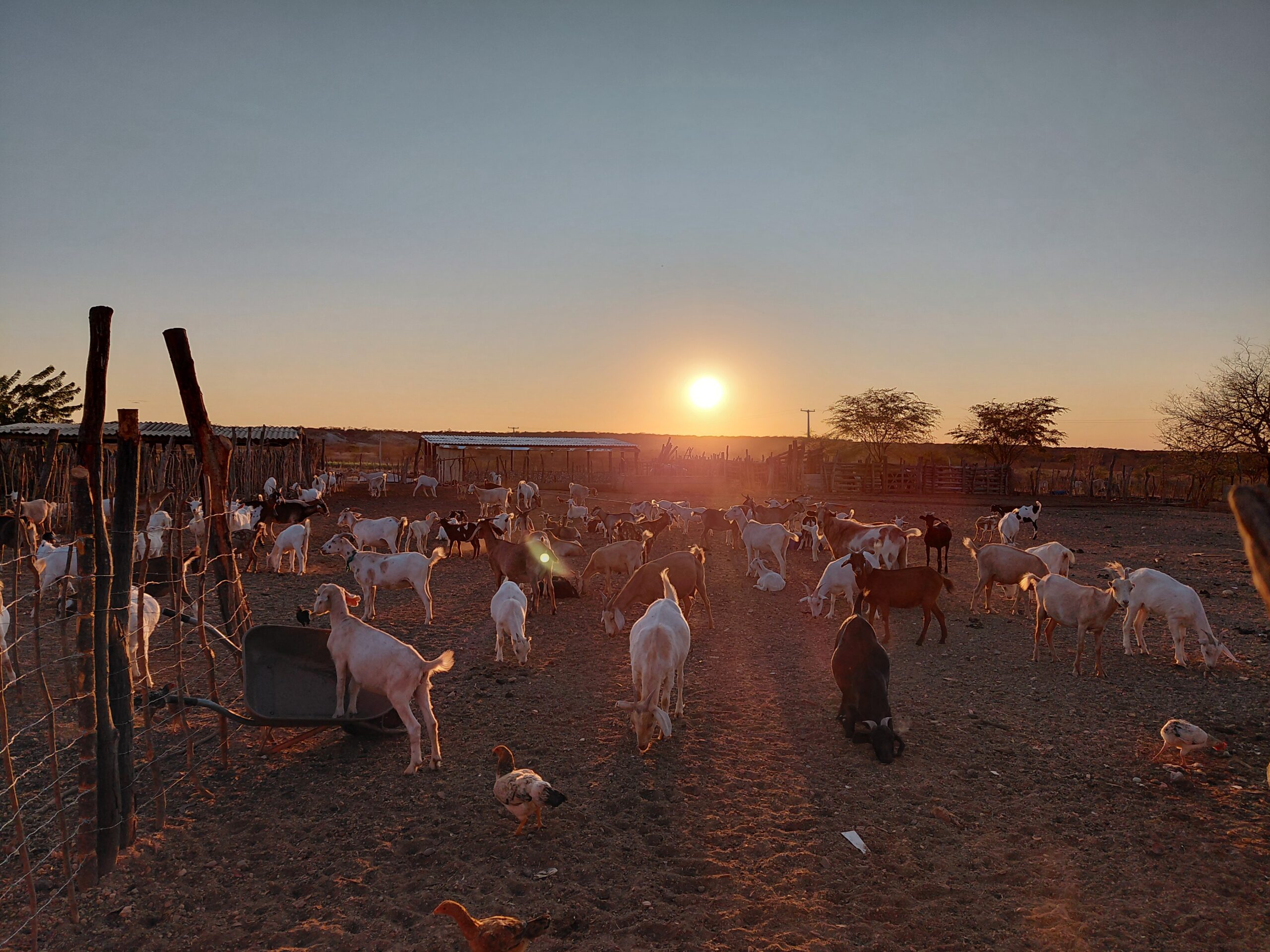 Curral anti-predação é construído em Sento Sé (BA) para proteger rebanhos e conservar onças