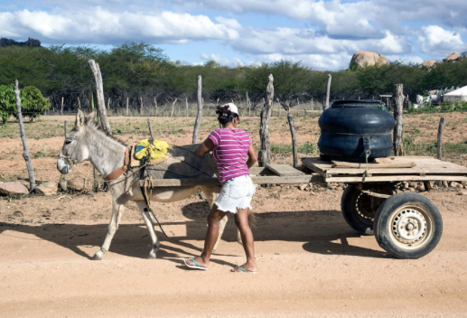 Recesso do Judiciário pode adiar avaliação de recurso sobre abate de jumentos, enquanto a espécie caminha para a extinção