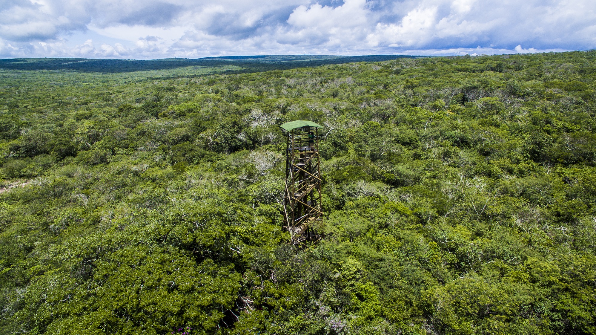 Caatinga no centro das discussões na COP 30