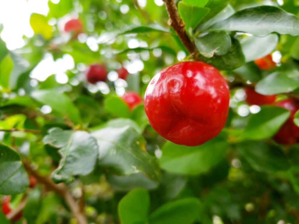 Paraíba lança sua primeira cultivar de acerola e mira novos mercados