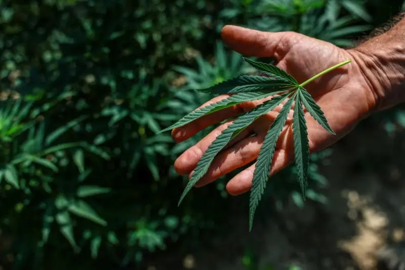 Entenda o que muda com a nova regulação da Cannabis medicinal