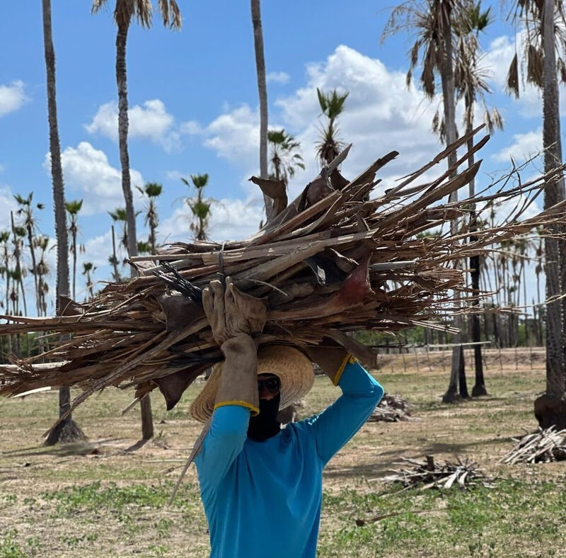 Como a carnaúba virou biomassa e renda no Vale do Jaguaribe, no Ceará