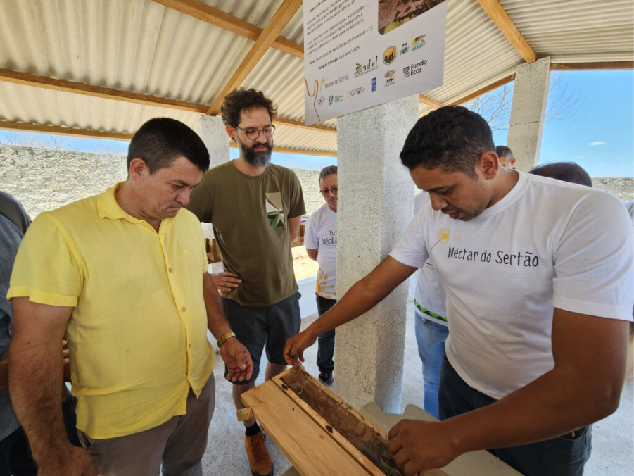 Criação de abelhas nativas gera renda e ajuda a proteger o meio ambiente no Ceará