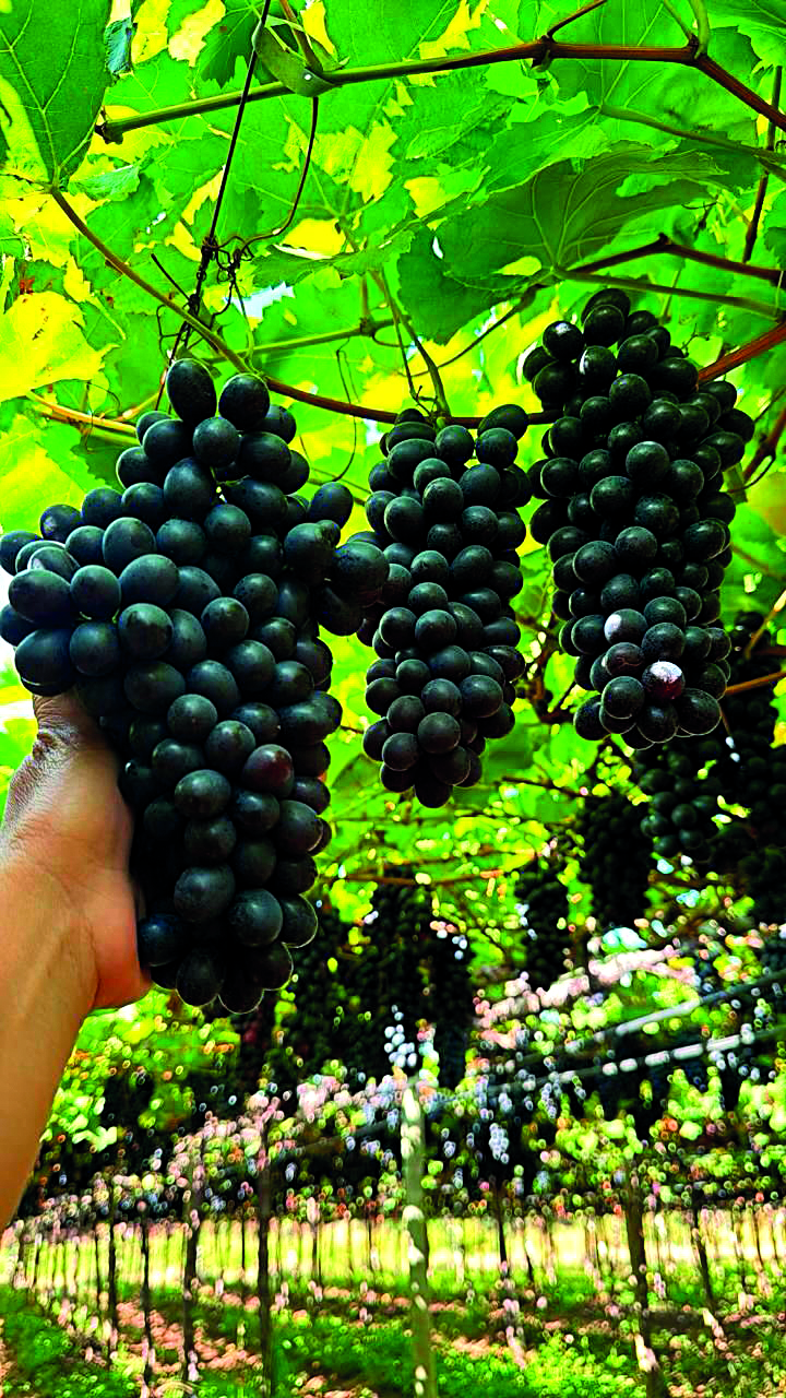 Acordo Mercosul-União Europeia reposiciona o Nordeste no comércio global