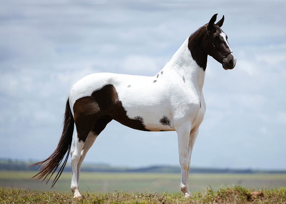 Pernambuco consolida protagonismo na criação do Mangalarga Marchador