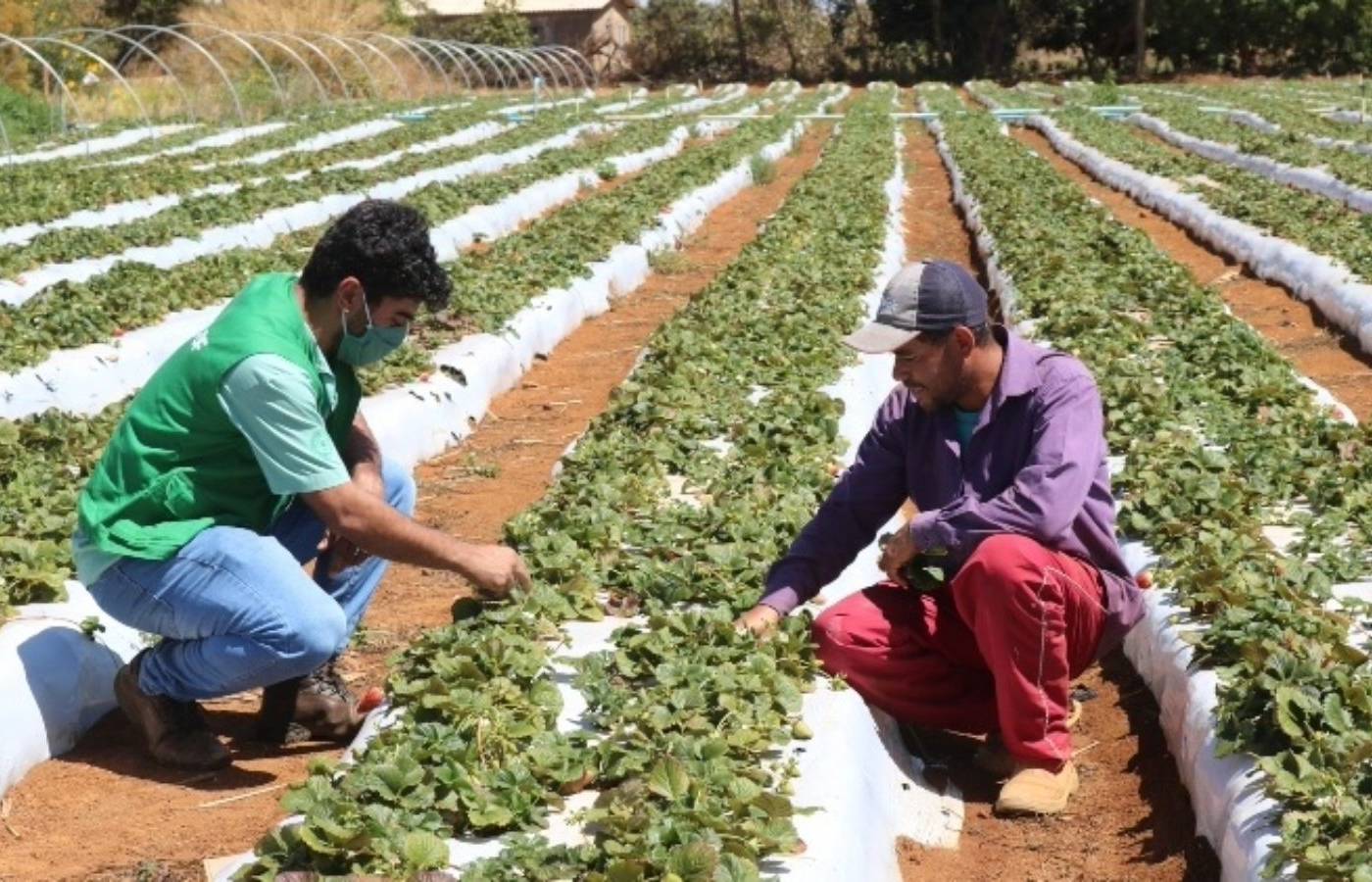 El Niño vai comprometer produção de frutas e hortaliças