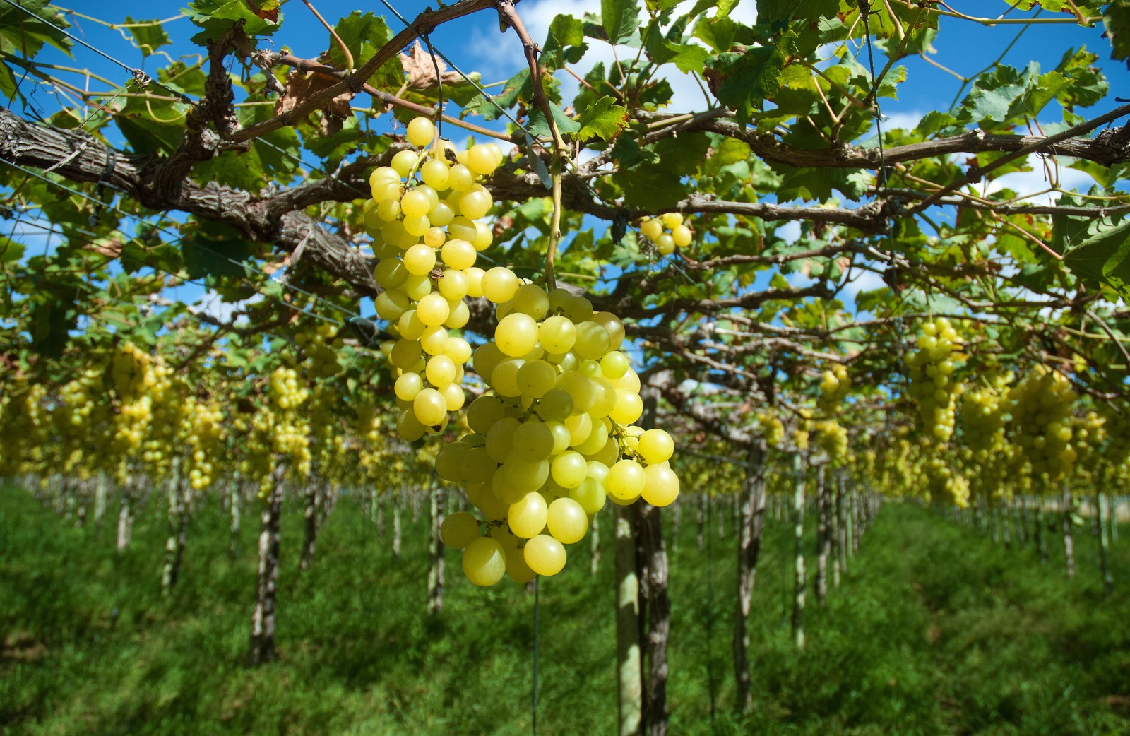 Nordeste reduz dependência externa e registra US$ 24,8 bilhões em exportações em 2025